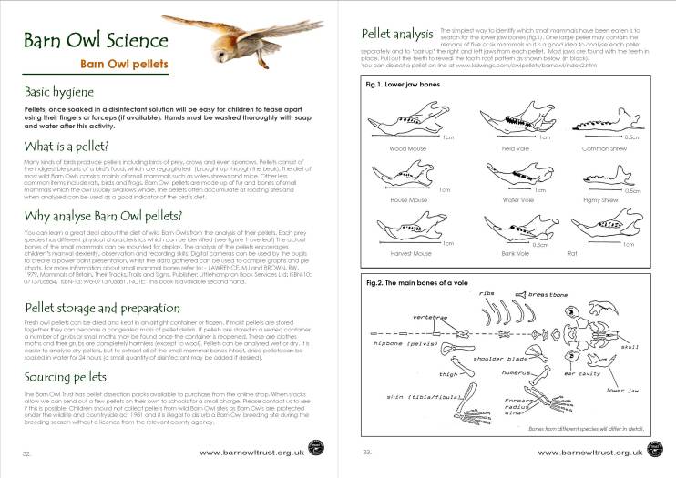 owl pellets lesson worksheet