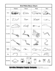 Owl Pellet Bone Chart Worksheet for 11th - Higher Ed | Lesson Planet