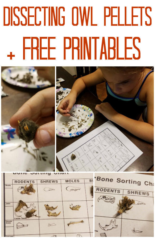 How to Dissect Owl Pellets: Homeschool Project - Slap Dash Mom