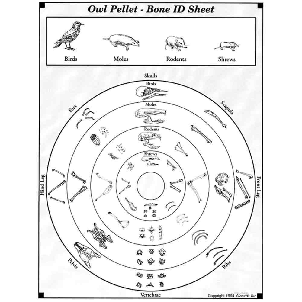 Bone Sorting &  ID Guides