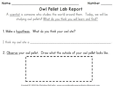 Owl Pellets &  Freebie! - Miss DeCarbo