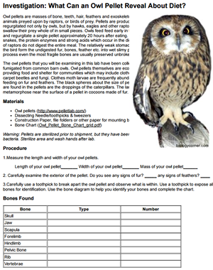 Investigation: Owl Pellets