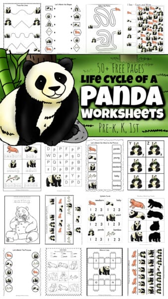 ? Free Printable Panda Worksheets (w/ Life Cycle and Coloring Pages)