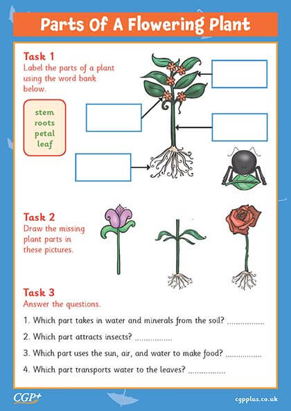 part of a plant worksheet