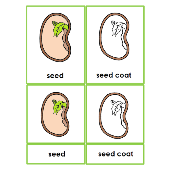 part of a seed worksheet