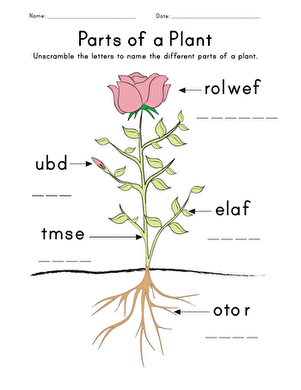 part of plants worksheet