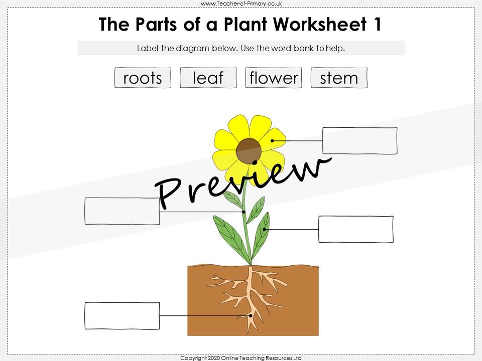part of plants worksheet