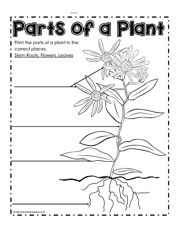 part of plants worksheet