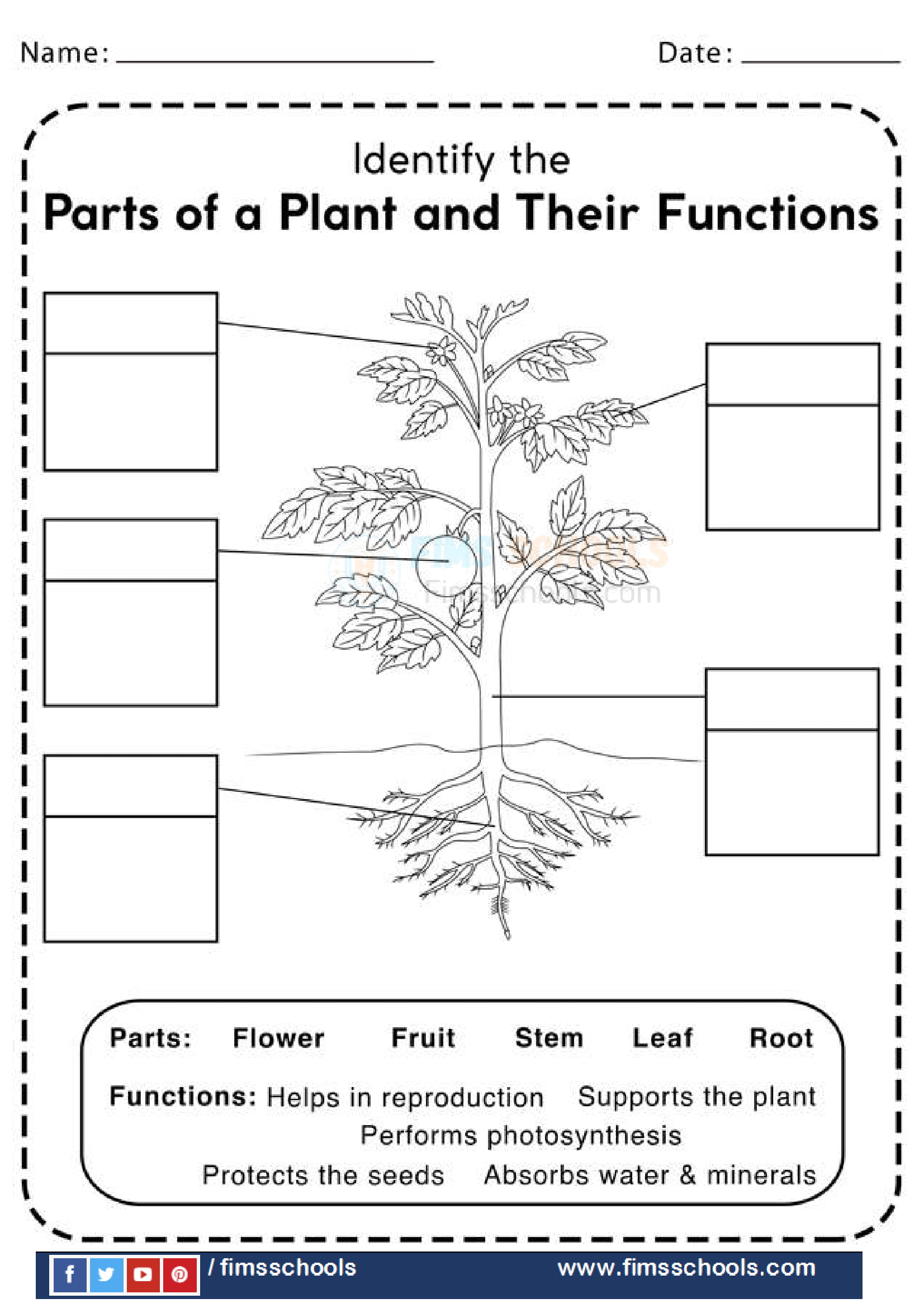 Parts of a plant worksheets -