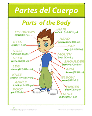 Partes del Cuerpo | Worksheet 