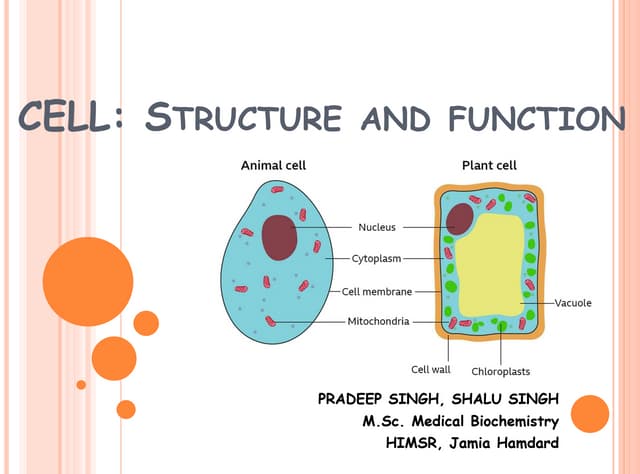 parts of a cell and their functions worksheet