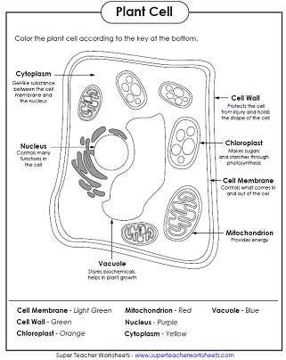parts of a cell worksheet 5th grade