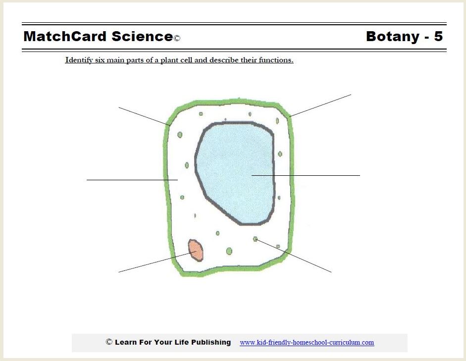 parts of a cell worksheet 5th grade