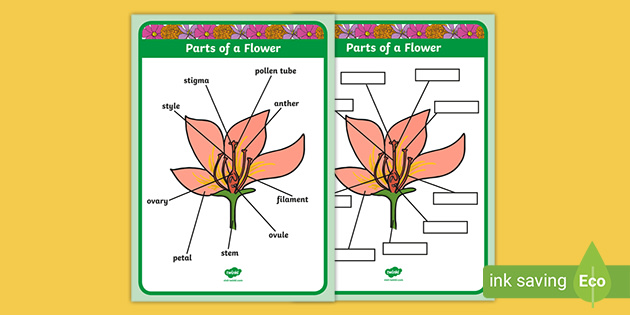 parts of a flower worksheet 4th grade