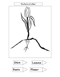Free Parts Of A Flower Worksheet 4th Grade Download Free Parts Of A Free Parts Of A Flower Worksheet 4th Grade Download Free Parts Of A