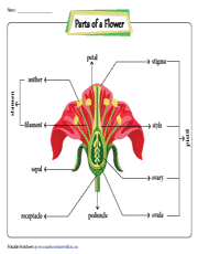 parts of a flower worksheet pdf
