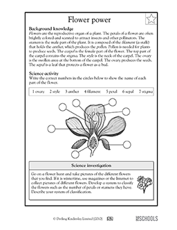 parts of a flower worksheet pdf
