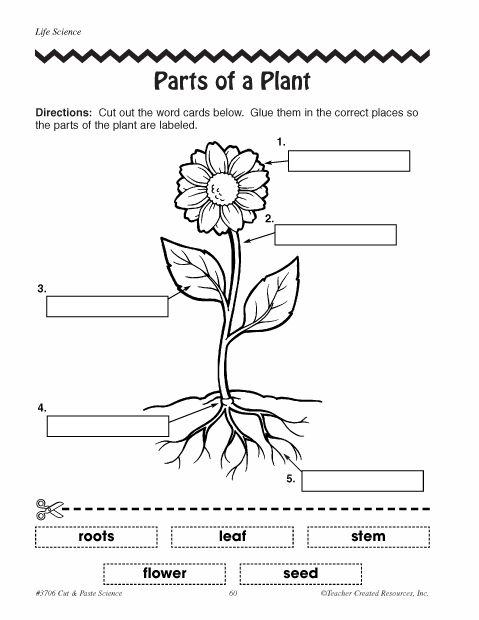 parts of a flower worksheet pdf