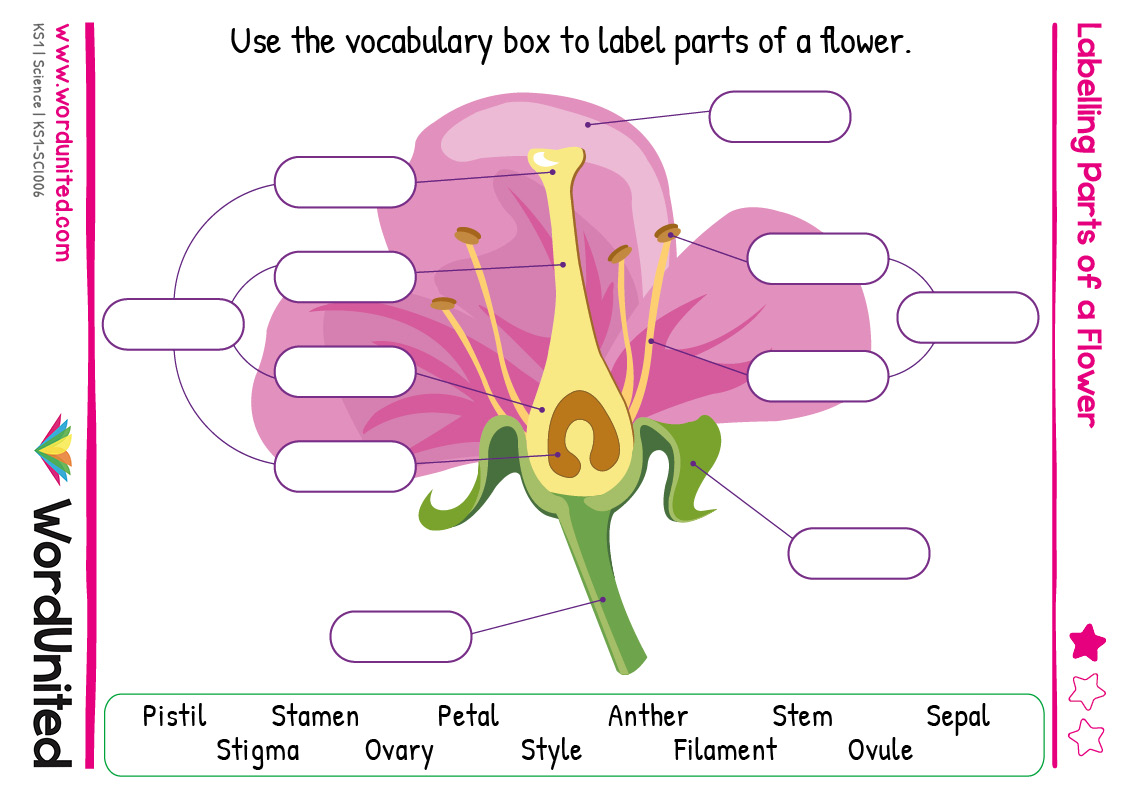 parts of a flower worksheet