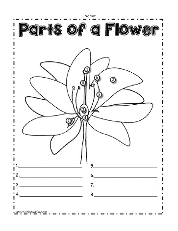 parts of a flower worksheet