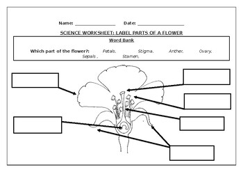 parts of a flower worksheet