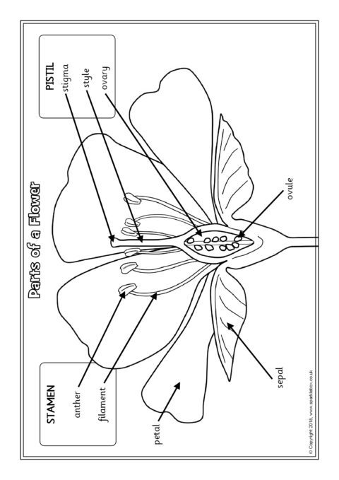parts of a flower worksheet