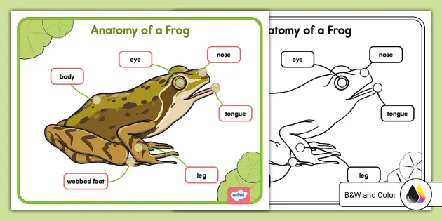 parts of a frog worksheet