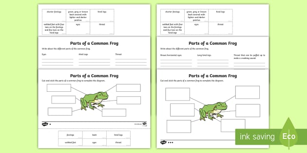 parts of a frog worksheet