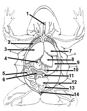 parts of a frog worksheet