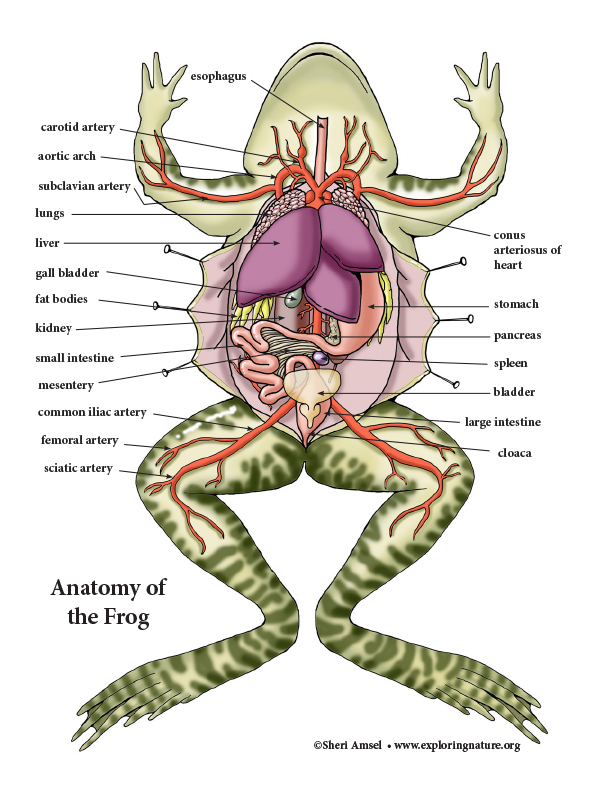 parts of a frog worksheet