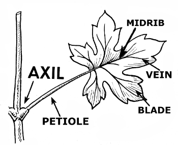 parts of a leaf worksheet