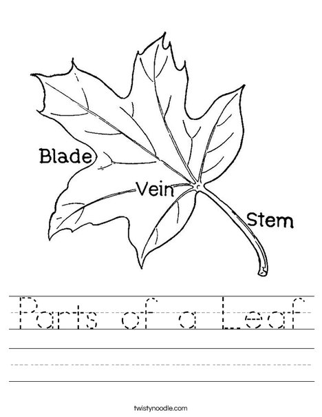 parts of a leaf worksheet