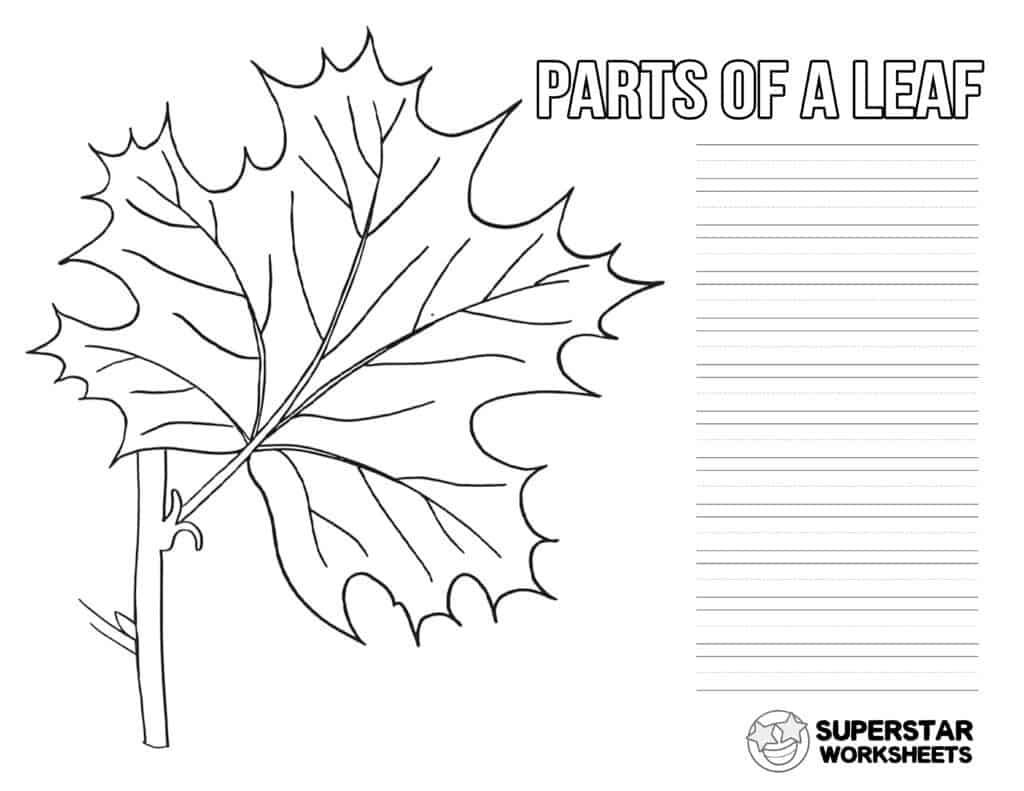 parts of a leaf worksheet