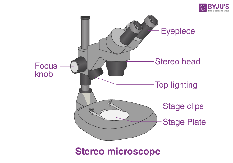 parts of a microscope worksheet for kids