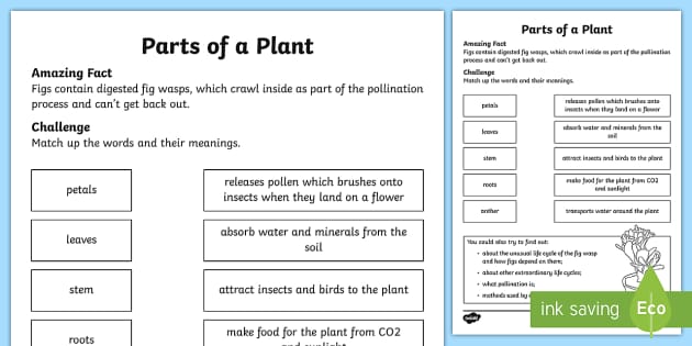 parts of a plant and their functions worksheet