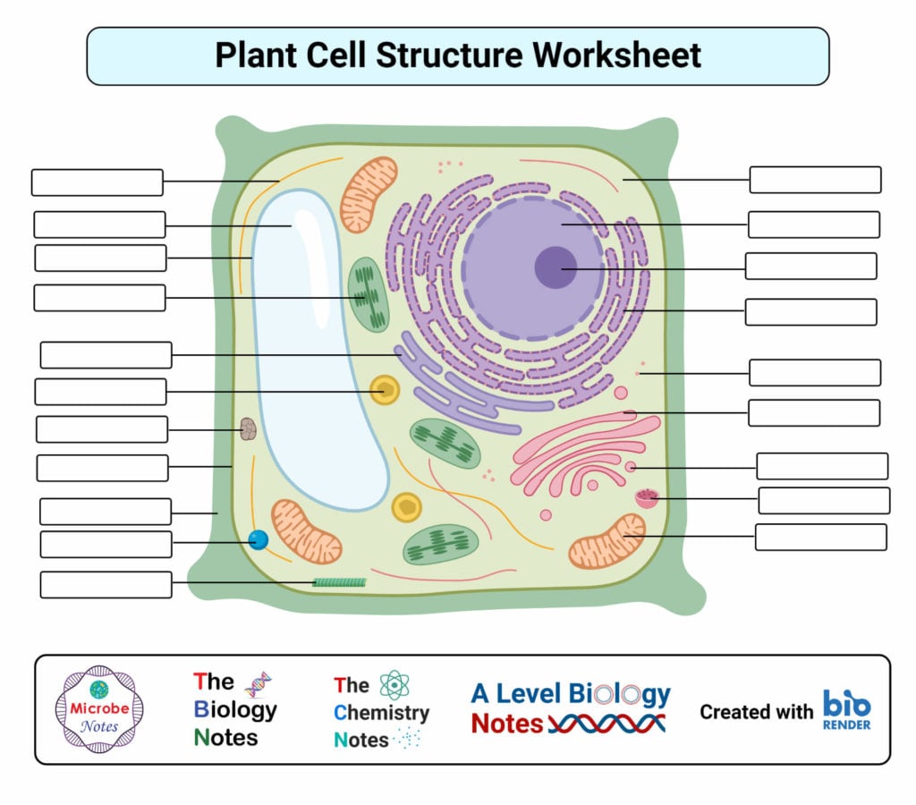 parts of a plant cell worksheet