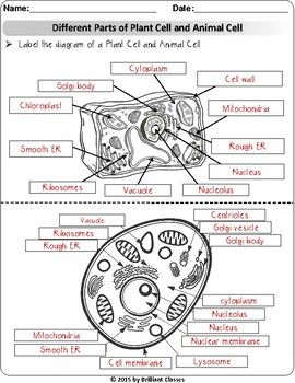 parts of a plant cell worksheet