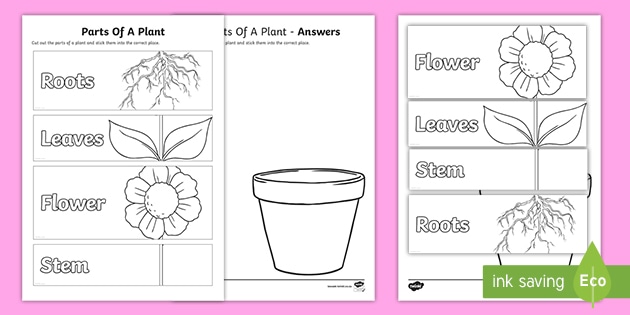 parts of a plant cut and paste worksheet