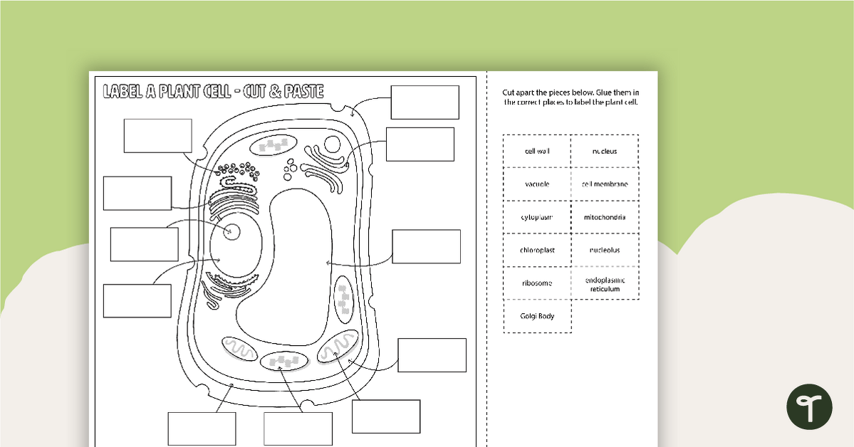 parts of a plant cut and paste worksheet