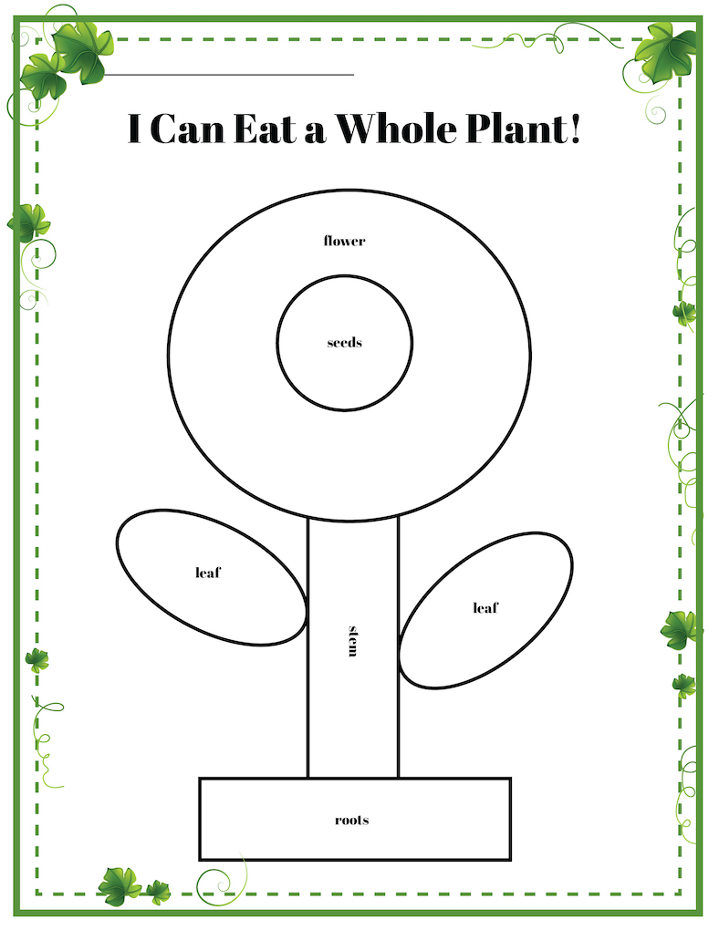 parts of a plant kindergarten worksheet