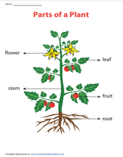 parts of a plant kindergarten worksheet