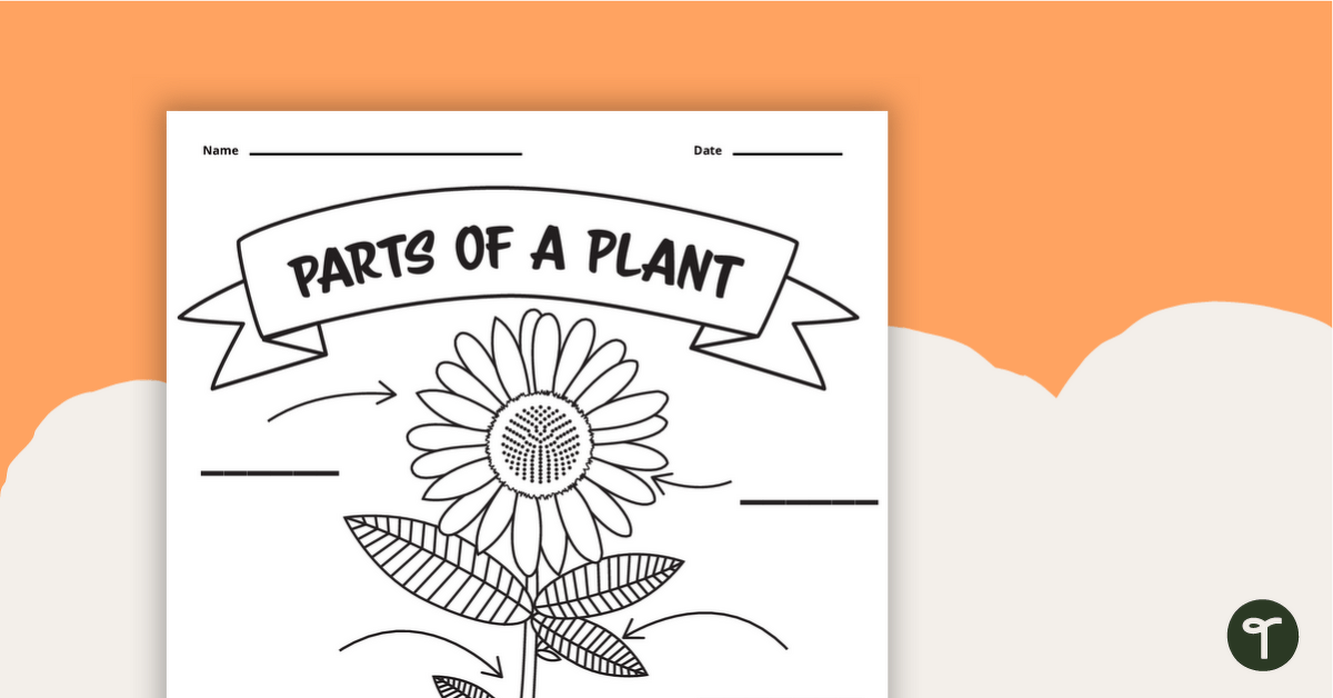 parts of a plant kindergarten worksheet