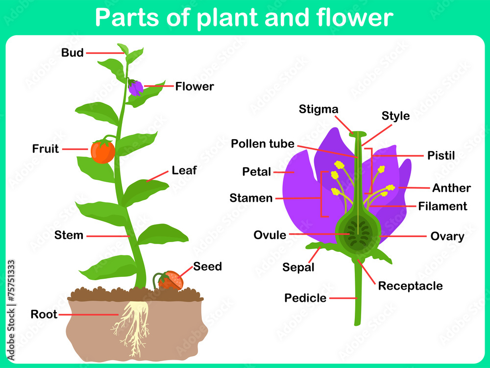 parts of a plant kindergarten worksheet