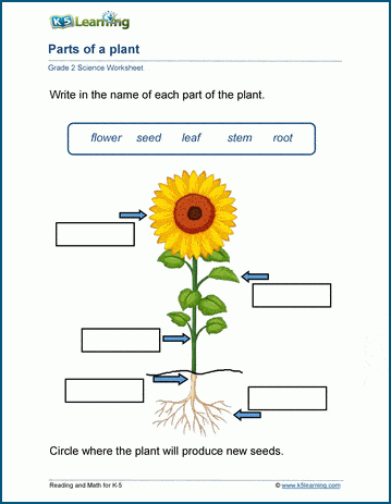 parts of a plant worksheet 2nd grade
