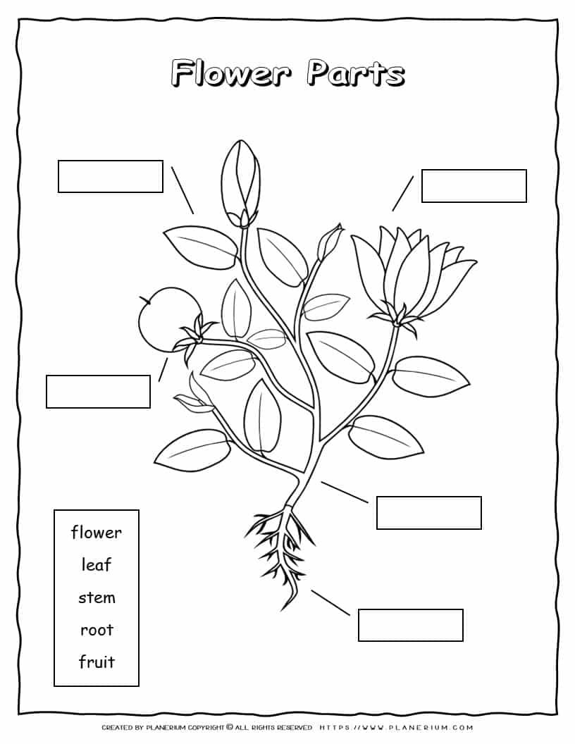 parts of a plant worksheet 2nd grade