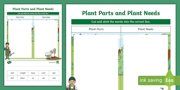 parts of a plant worksheet cut and paste