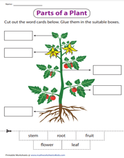 parts of a plant worksheet for 3rd graders