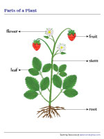 parts of a plant worksheet for 3rd graders