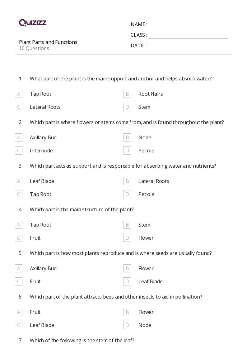 parts of a plant worksheet for 3rd graders