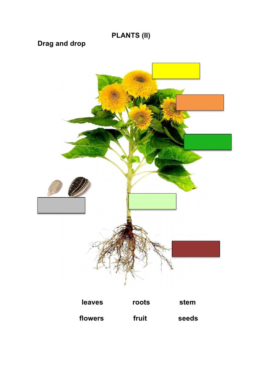 We Eat Plant Parts Worksheet for 2nd 3rd Grade Lesson